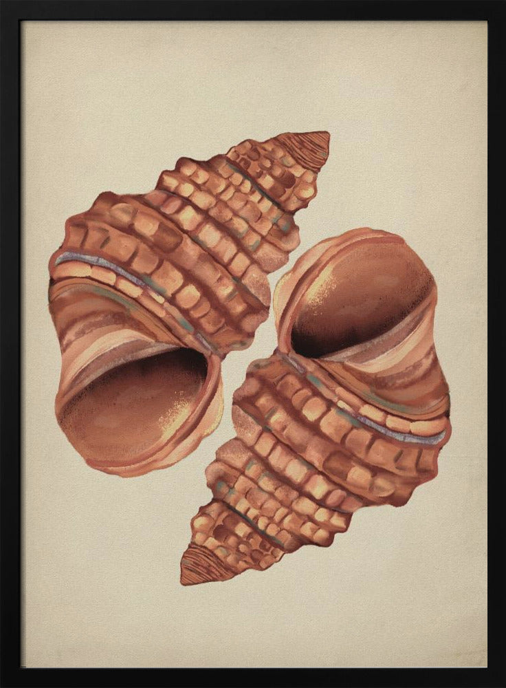 Muschel Vintage | Poster