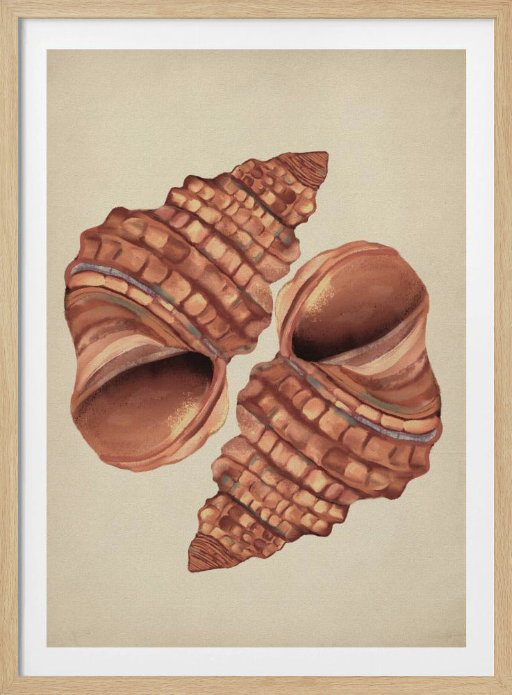 Muschel Vintage | Poster