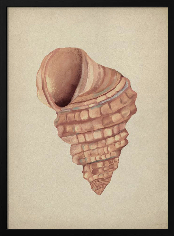 Rosa Muscheln | Poster