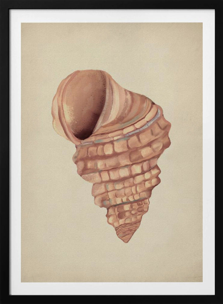 Rosa Muscheln | Poster