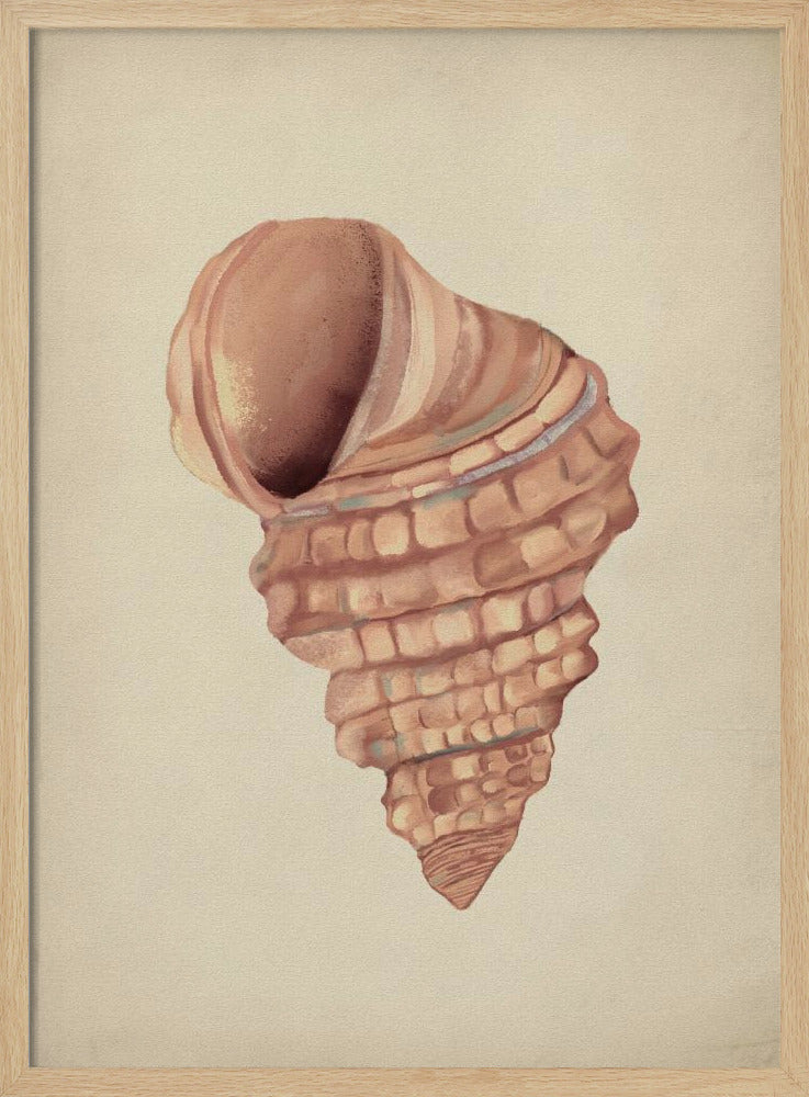 Rosa Muscheln | Poster