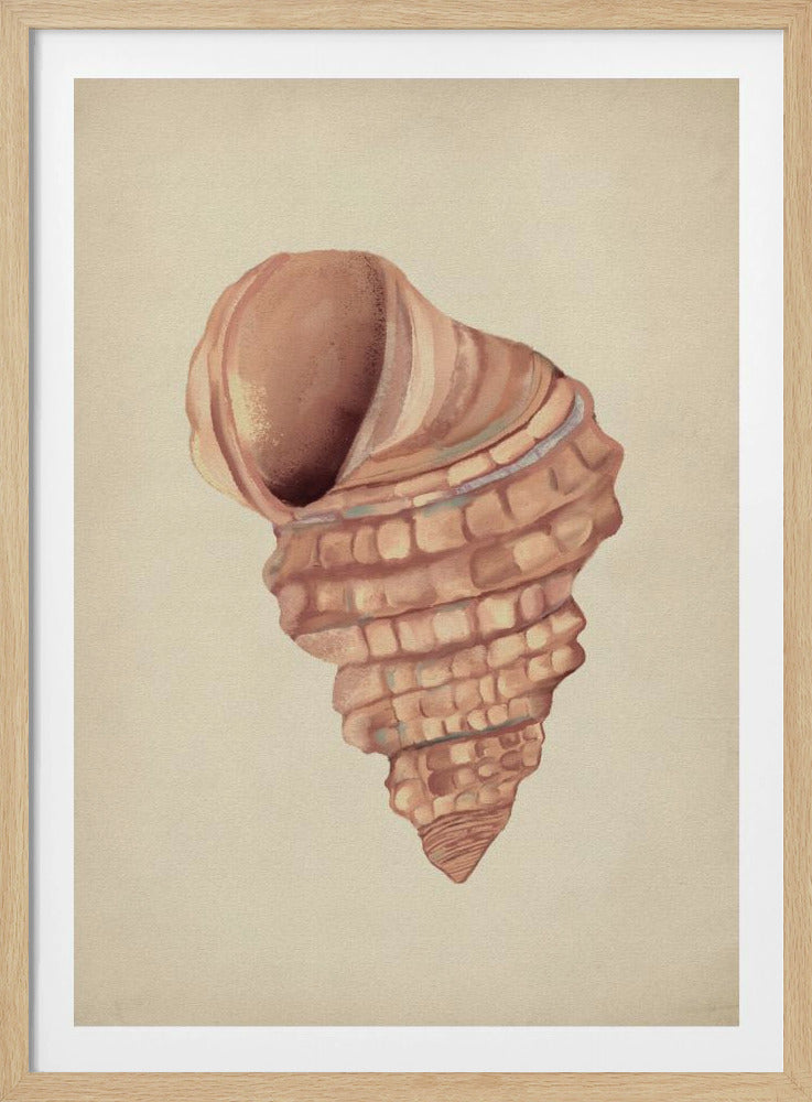 Rosa Muscheln | Poster