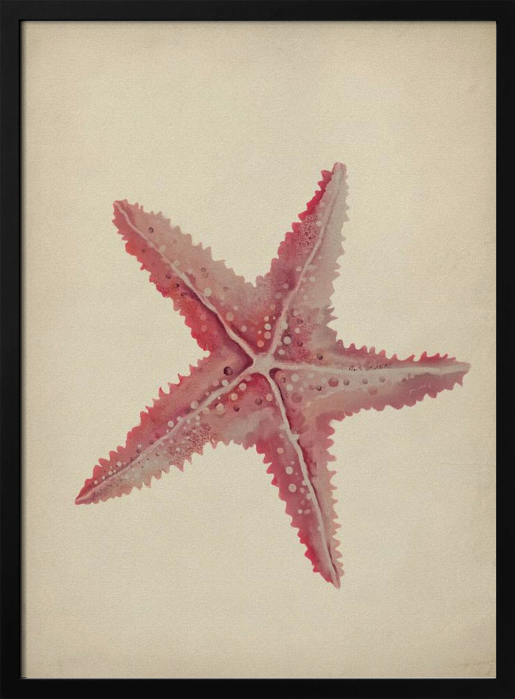 Vintage Seestern-Malerei | Poster