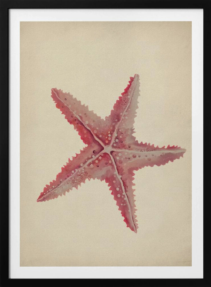 Vintage Seestern-Malerei | Poster