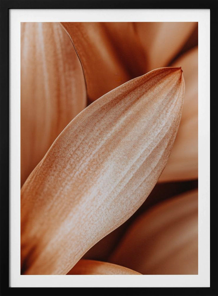 Bernsteinfarbene Blütenblatt-Eleganz | Poster