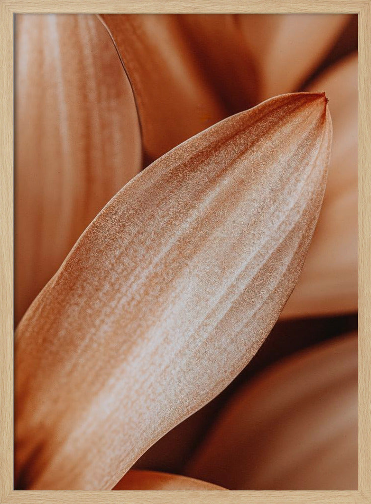 Bernsteinfarbene Blütenblatt-Eleganz | Poster