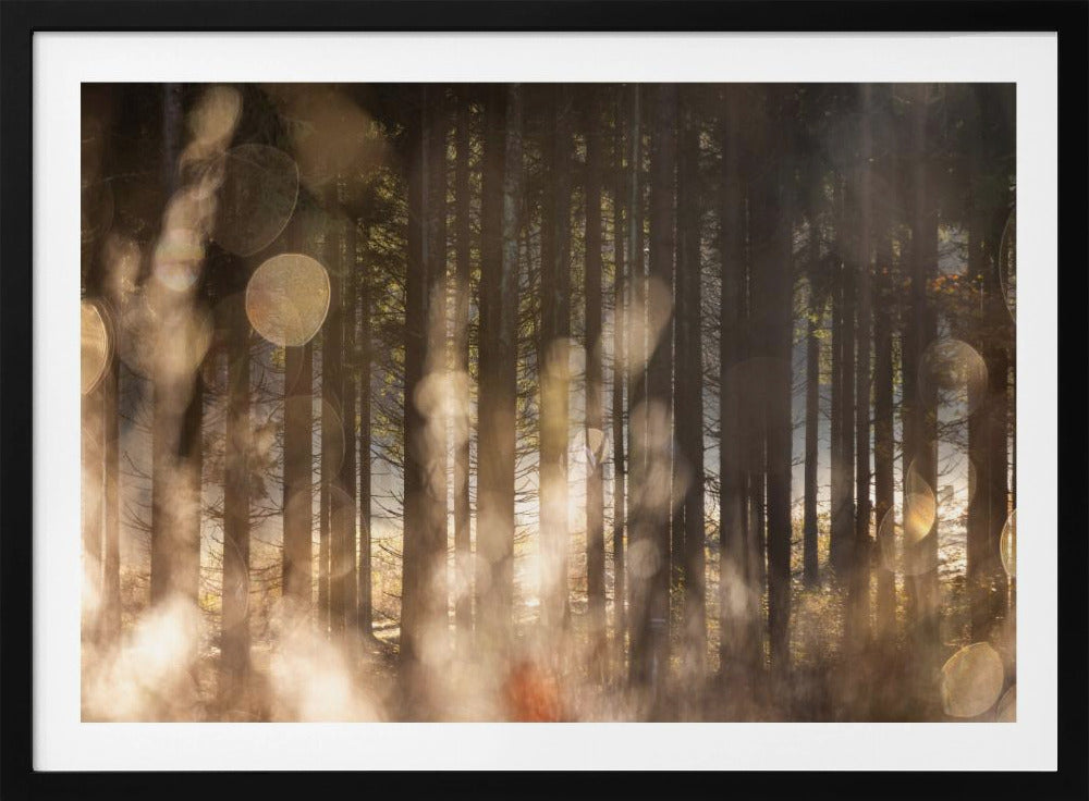 Waldglühen 2 | Poster