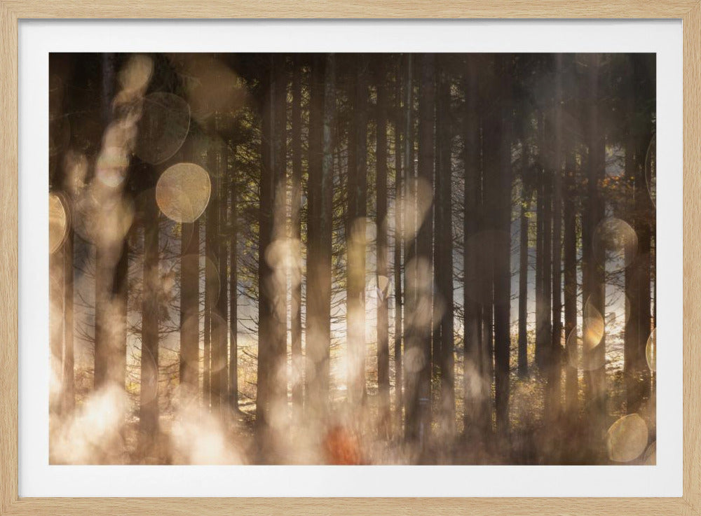 Waldglühen 2 | Poster