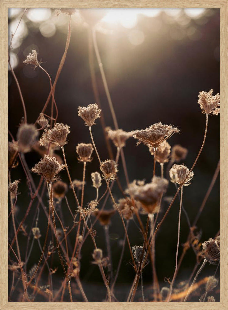 Warmes Winterlicht 2 | Poster