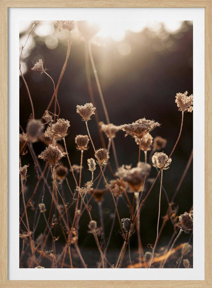Warmes Winterlicht 2 | Poster