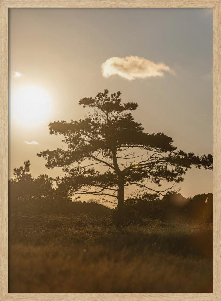 Baum in den Dünen 1 | Poster