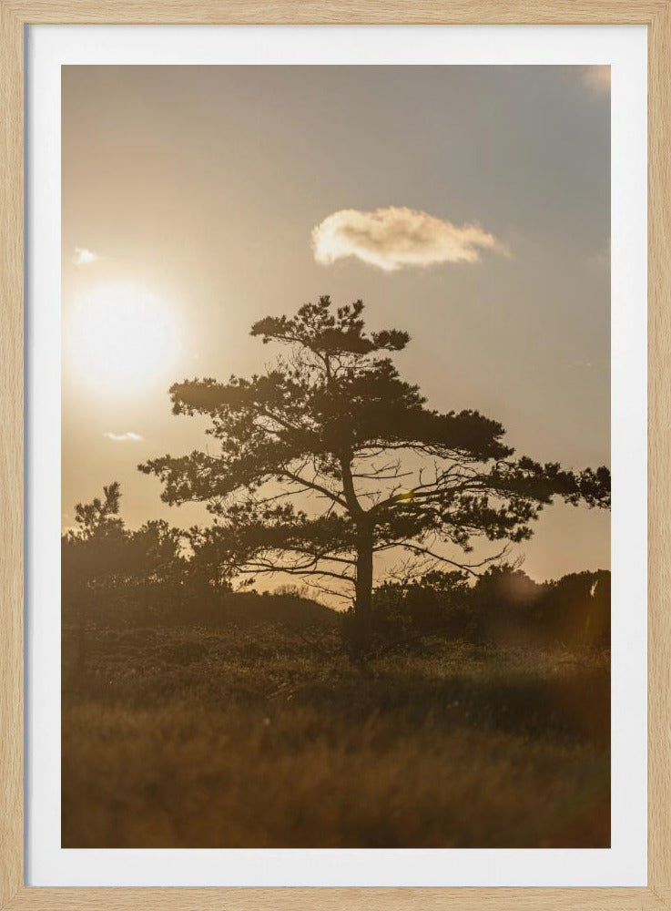 Baum in den Dünen 1 | Poster
