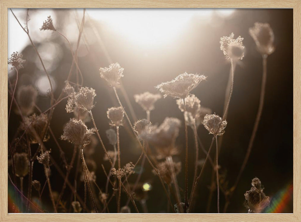 Warmes Winterlicht 3 | Poster