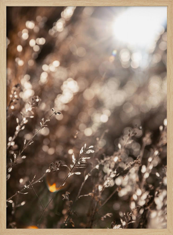 Warmes Winterlicht 6 | Poster