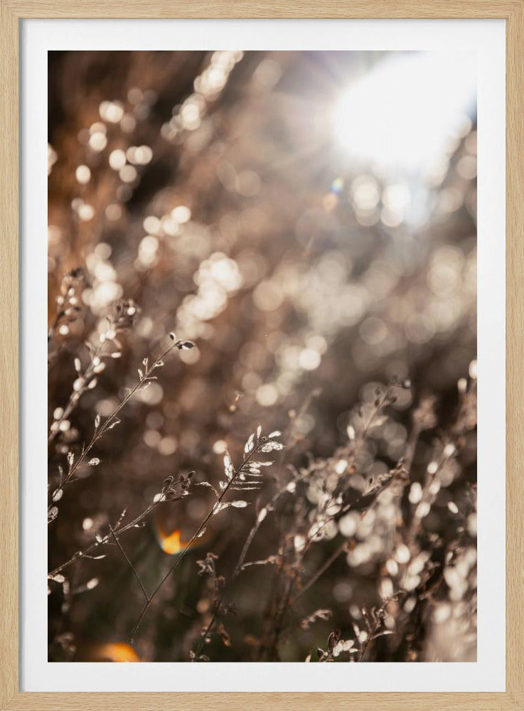 Warmes Winterlicht 6 | Poster