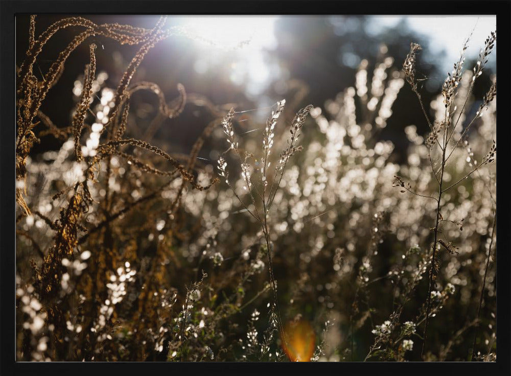 Warmes Winterlicht 7 | Poster