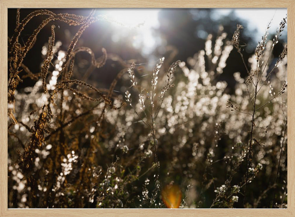 Warmes Winterlicht 7 | Poster