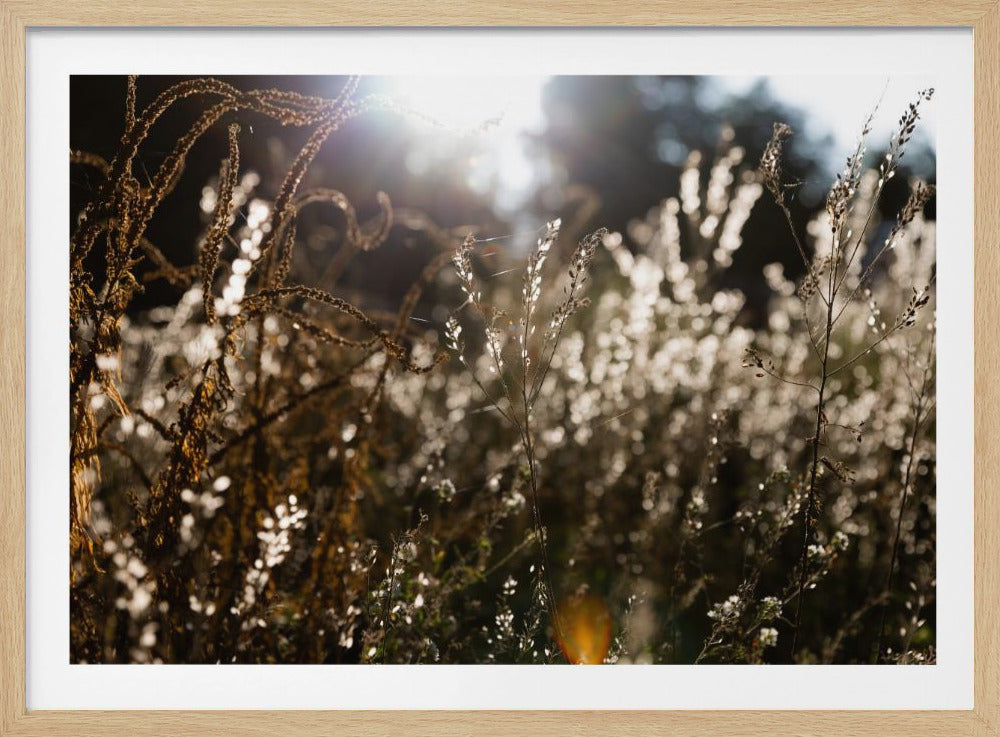 Warmes Winterlicht 7 | Poster