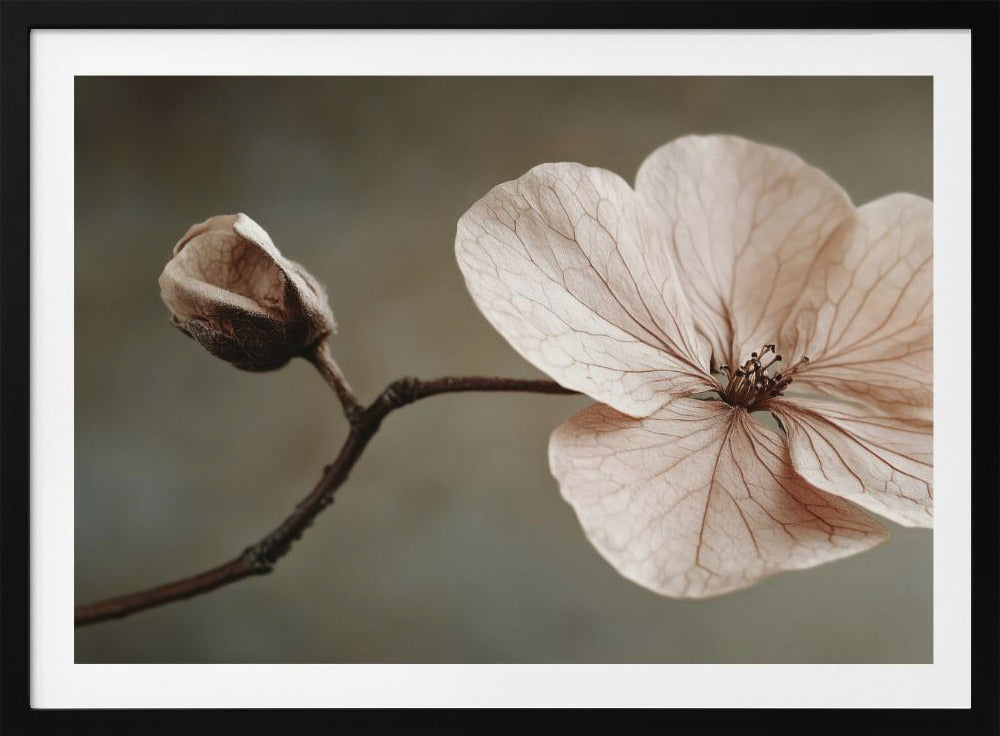 Zarte Blüte | Poster