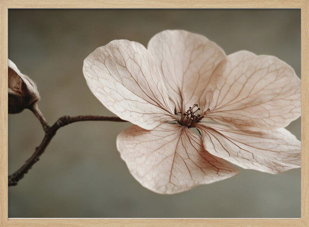 Zarte Blüte | Poster