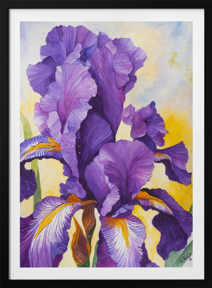 Iris Aquarell | Poster