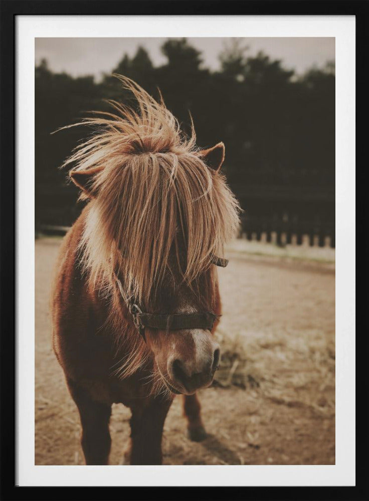 Pony mit zotteliger Mähne | Poster