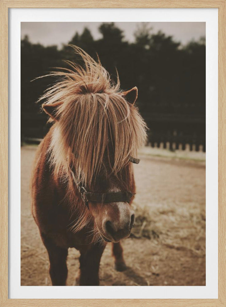 Pony mit zotteliger Mähne | Poster