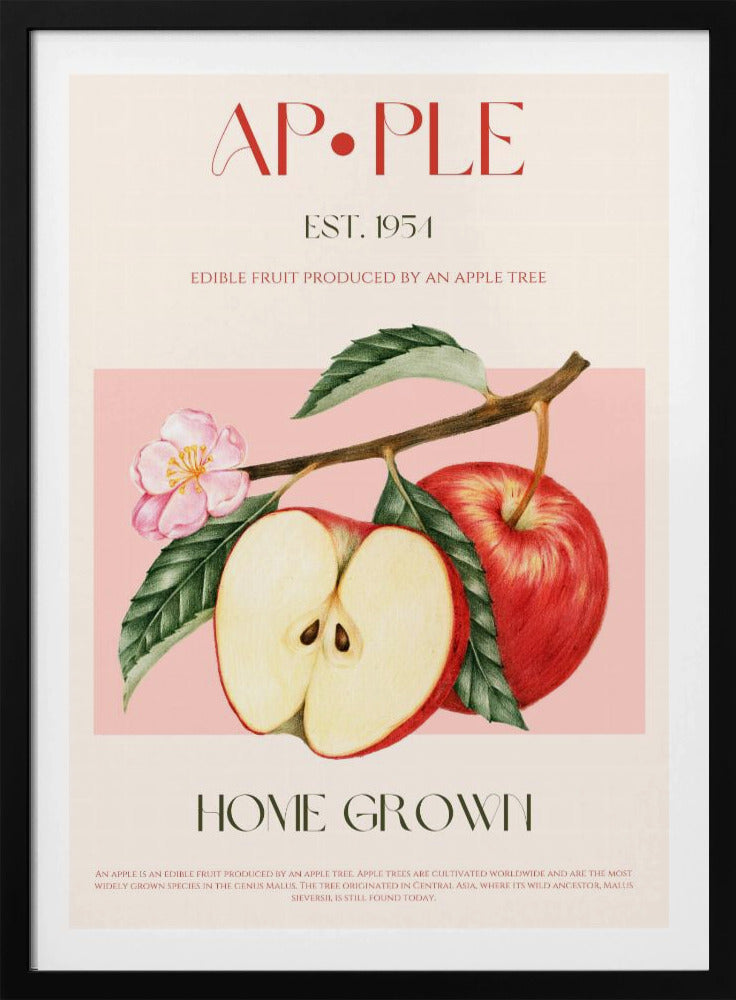 Geerntete Äpfel | Poster
