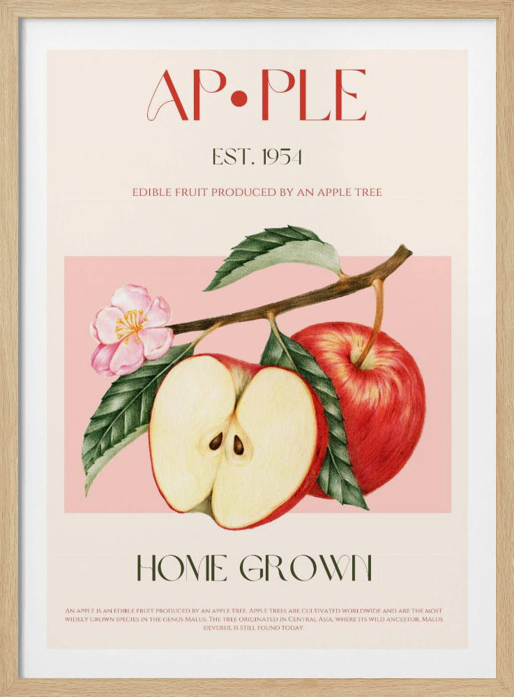 Geerntete Äpfel | Poster