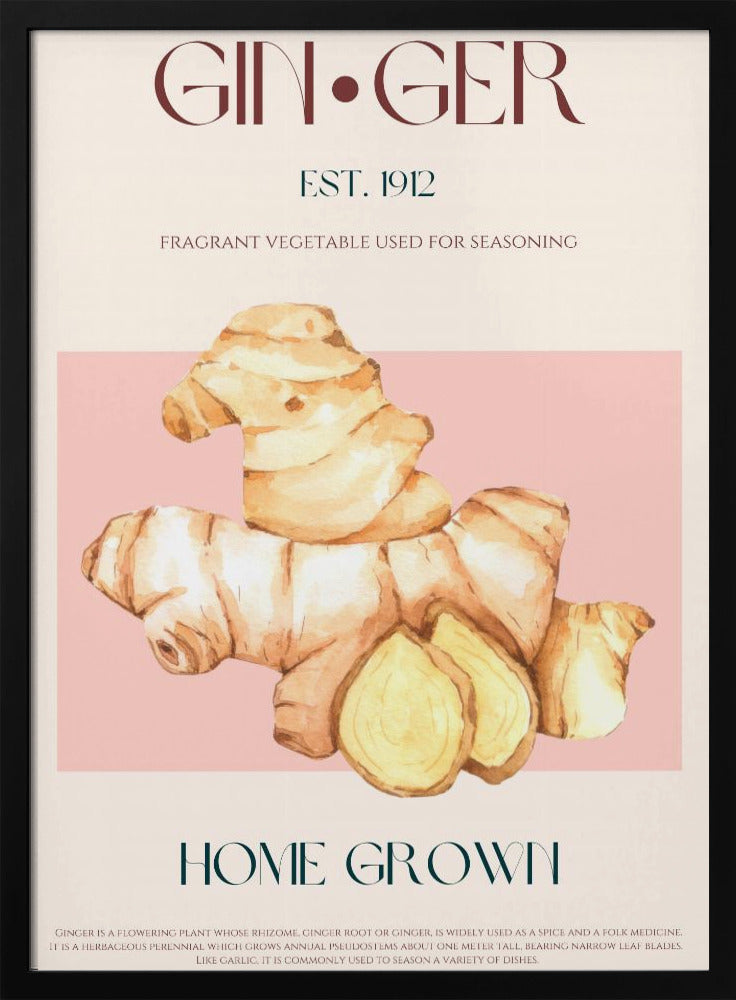Aquarellillustration von Ingwer | Poster