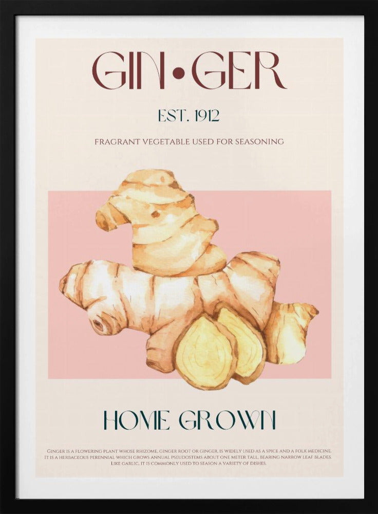 Aquarellillustration von Ingwer | Poster