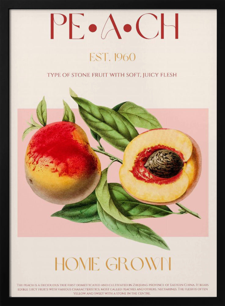 Pfirsich-Illustration im Vintage-Stil | Poster