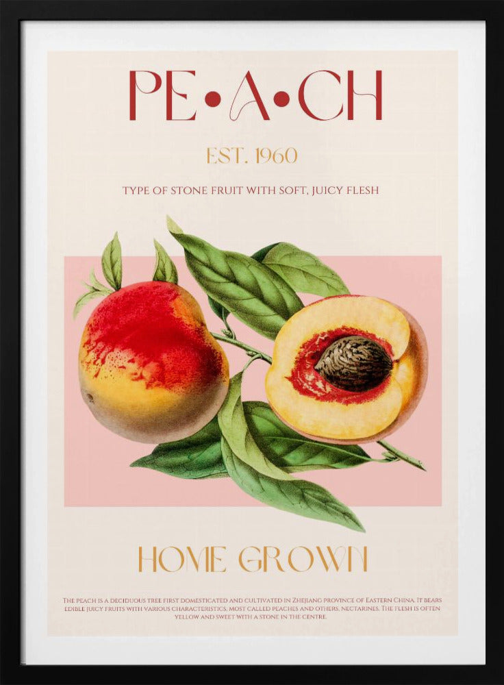 Pfirsich-Illustration im Vintage-Stil | Poster
