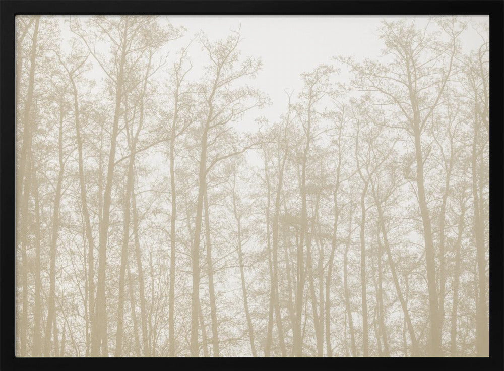 Baumsilhouetten 1 | Poster