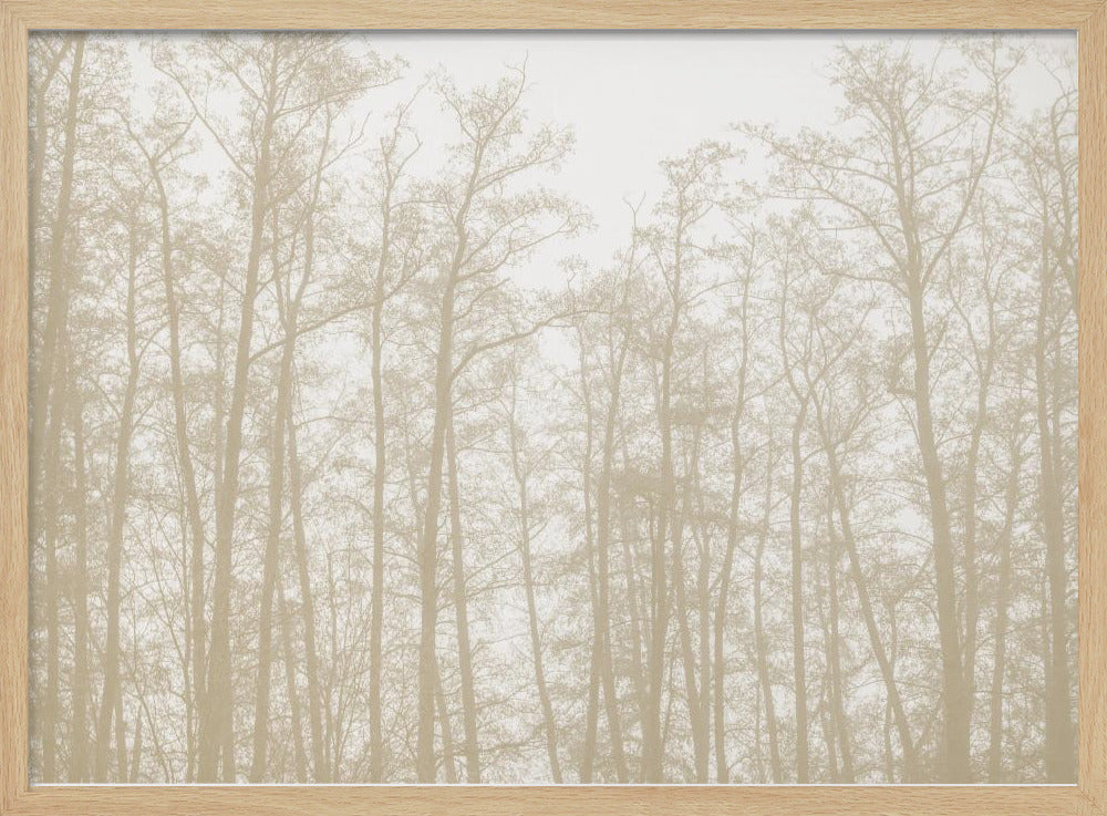 Baumsilhouetten 1 | Poster