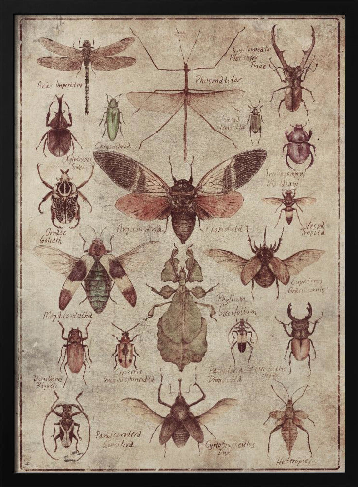 Insekten im Vintage-Stil | Poster