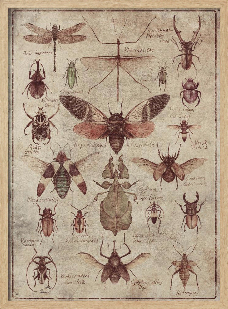 Insekten im Vintage-Stil | Poster