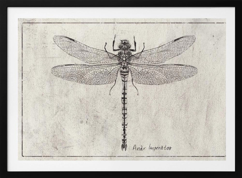 Majestät im Flug Anax Imperator | Poster