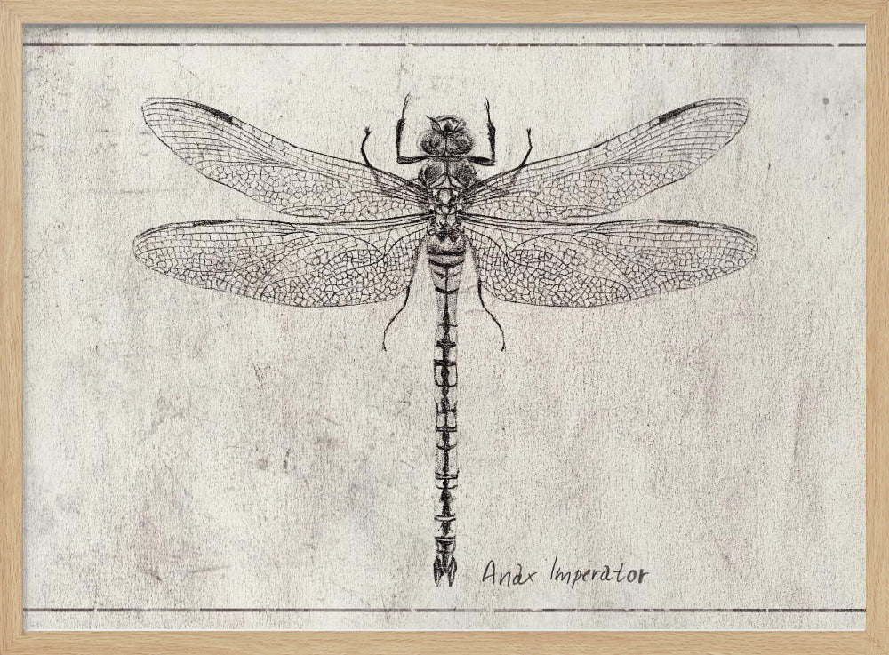 Majestät im Flug Anax Imperator | Poster