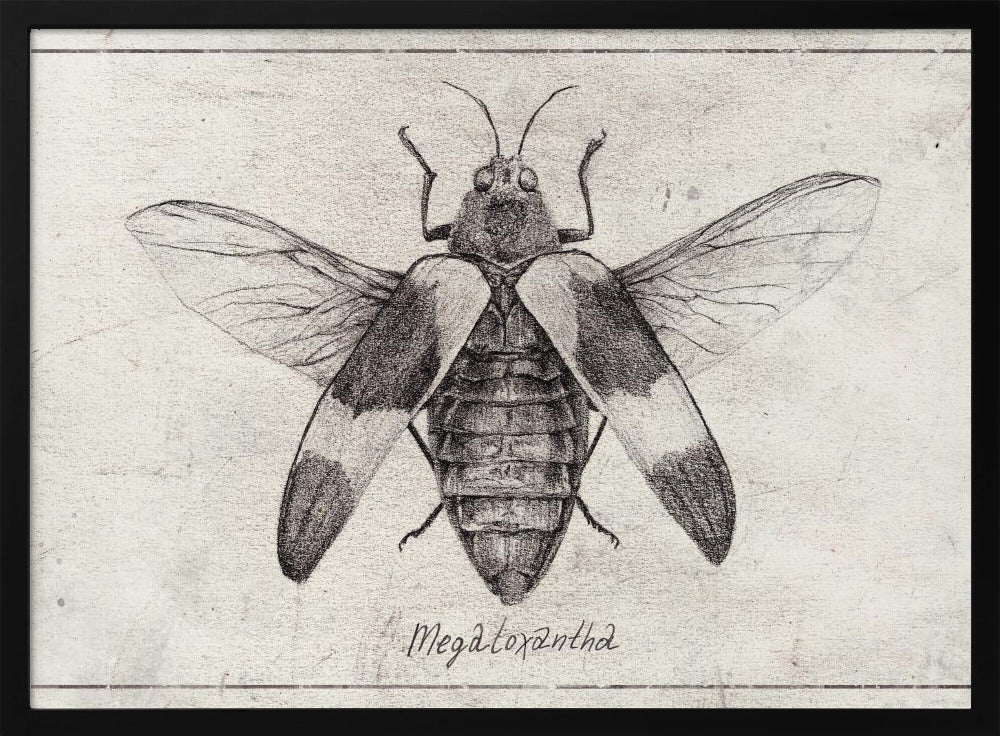 Komplexe Insektenskizze | Poster