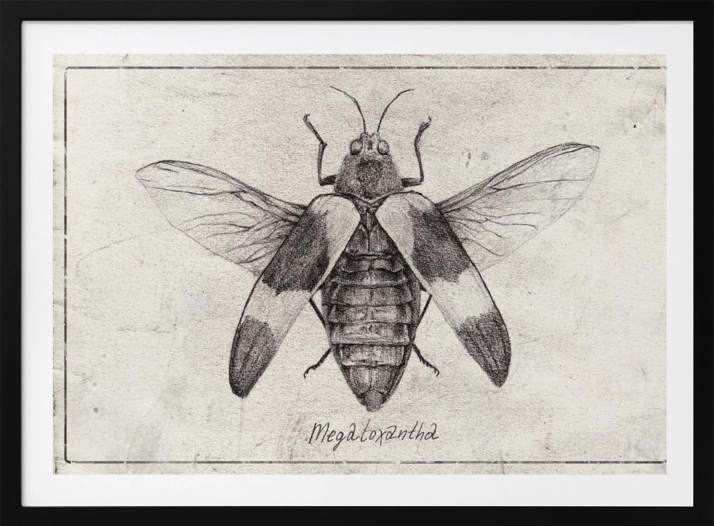 Komplexe Insektenskizze | Poster