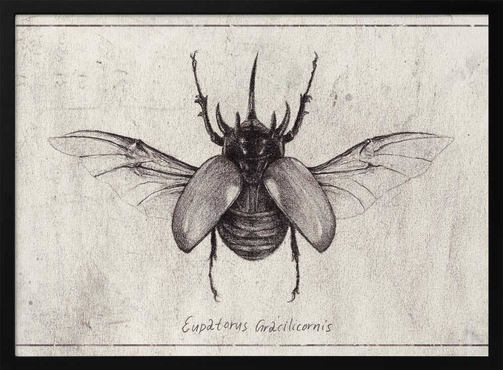 Bleistiftzeichnung eines Eupatorus Gracilicornis Käfers | Poster