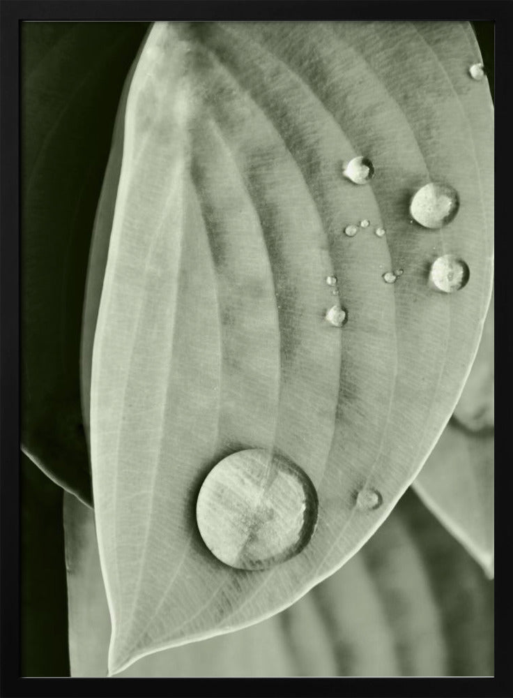 Tau auf Blatt Eleganz | Poster