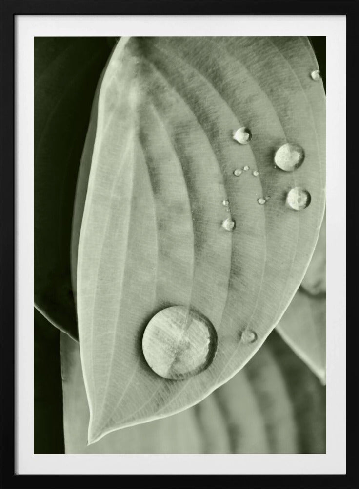 Tau auf Blatt Eleganz | Poster