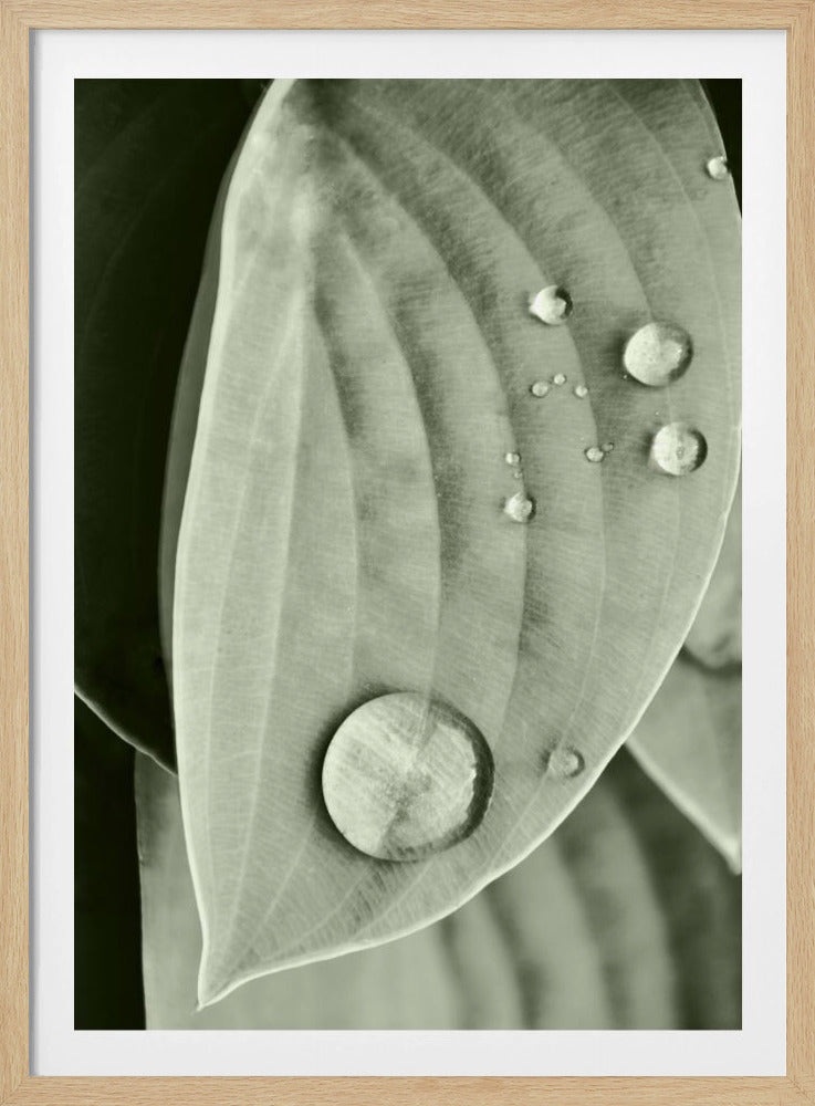 Tau auf Blatt Eleganz | Poster