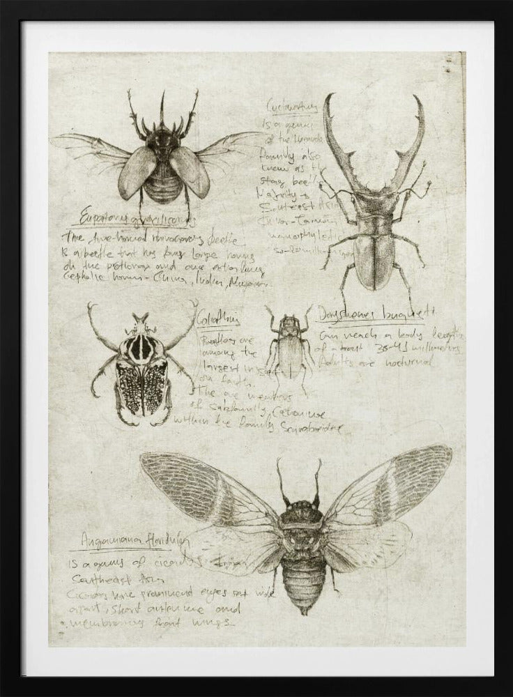 Skizzen von Käfern und Insekten | Poster