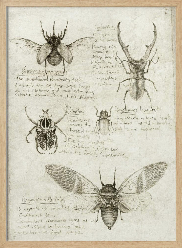 Skizzen von Käfern und Insekten | Poster