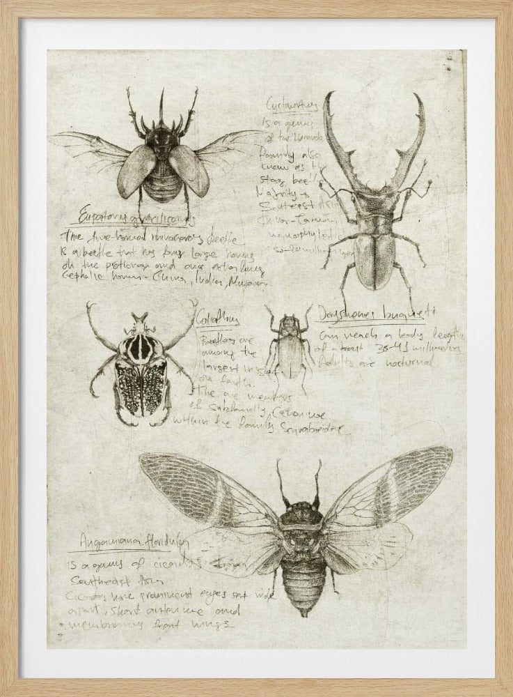 Skizzen von Käfern und Insekten | Poster