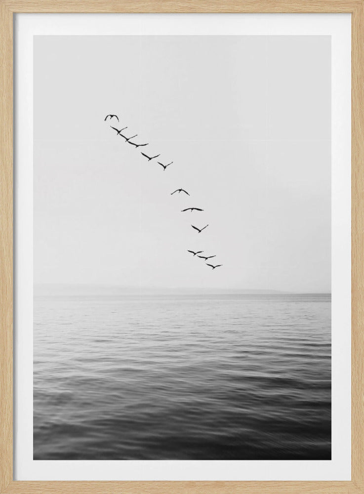 Fliegende Vögel | Poster