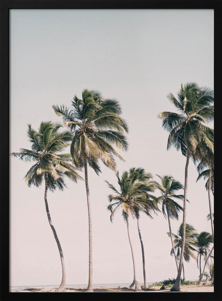 Blush Tropische Bäume | Poster